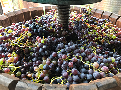 Pane Vino, wine tasting in Cortona
