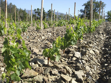 Wine & oil production in Tuscany