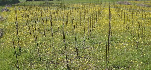 Wine & oil production in Tuscany