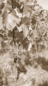 Wine & oil production in Tuscany