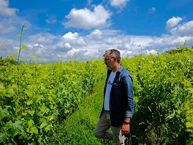 Produzione di vino in Cortona - Pane e Vino