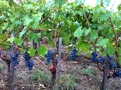 Wine production in Tuscany