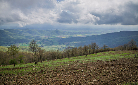 Wine production in Tuscany