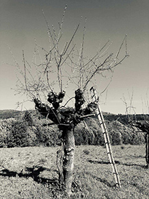 Wine production in Tuscany