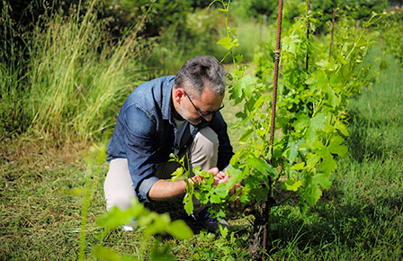 Wine production in Tuscany